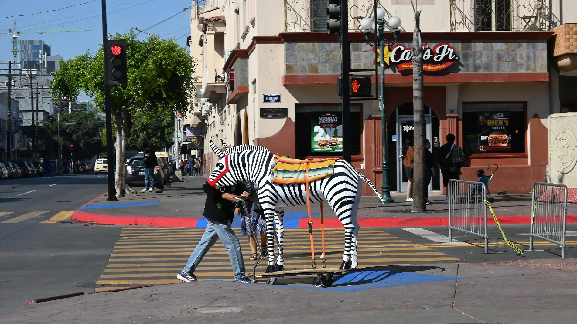 61-cl-burros cebra en la avenida revolucion- (2)